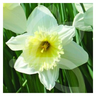 Bulbes Narcisses Ice Follies cal 12-14 les 50