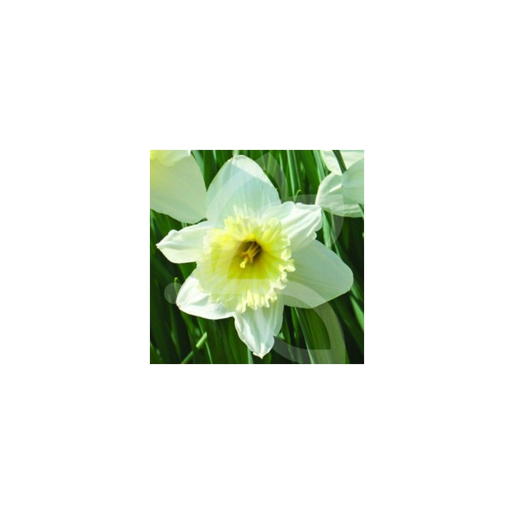Bulbes Narcisses Ice Follies cal 12-14 les 50