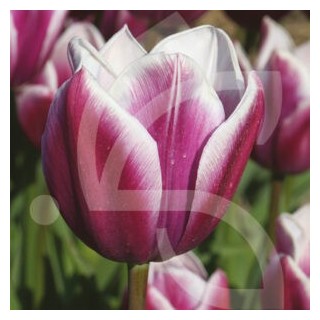 Bulbes Tulipes Triomphe Synaeda Blue cal 12/+ les 100
