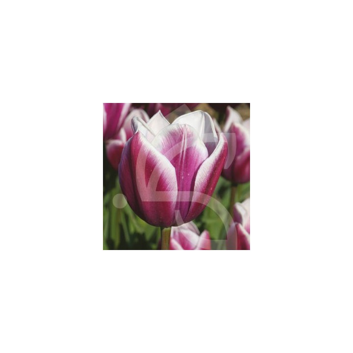 Bulbes Tulipes Triomphe Synaeda Blue cal 12/+ les 100