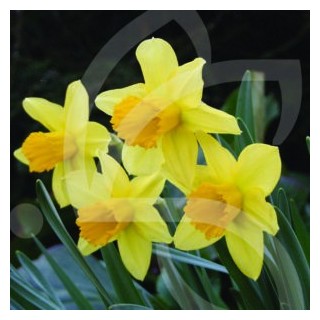 Bulbes Narcisses Jedna cal 12-14 les 50