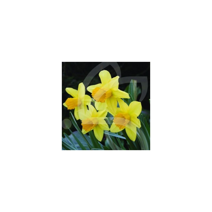 Bulbes Narcisses Jedna cal 12-14 les 50