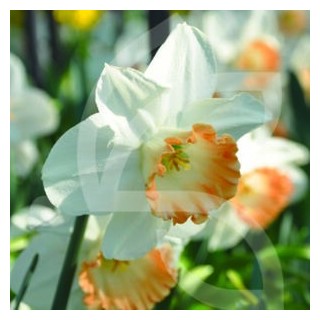 Bulbes Narcisses Pink Charm cal 14-16 les 50