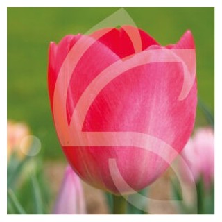 Bulbes Tulipes Darwin Hybride Van Eijck cal 12/+ les 100