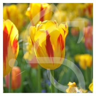 Bulbes Tulipes Triomphe Washington cal 12/+ les 100