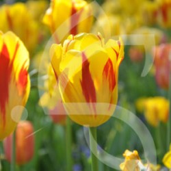 Bulbes Tulipes Washington...