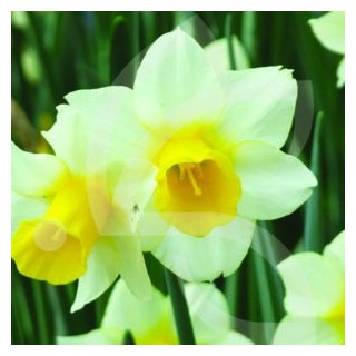 Bulbes Narcisses Golden Echo cal 10-12 les 50