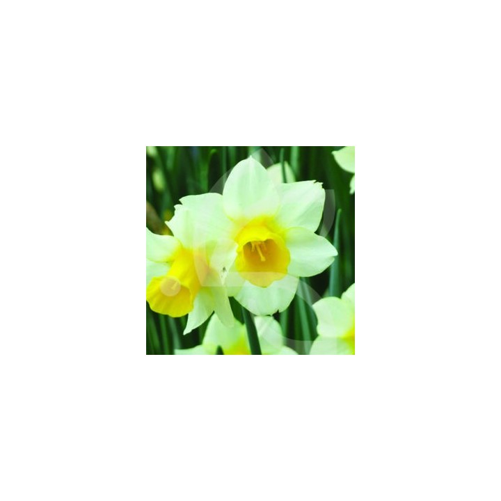 Bulbes Narcisses Golden Echo cal 10-12 les 50