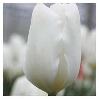 Bulbes Tulipes Triomphe White Flag cal 12/+ les 100