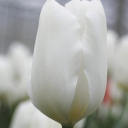 Bulbes Tulipes White Flag...