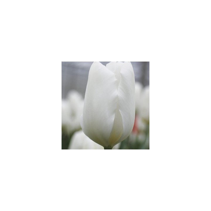Bulbes Tulipes Triomphe White Flag cal 12/+ les 100