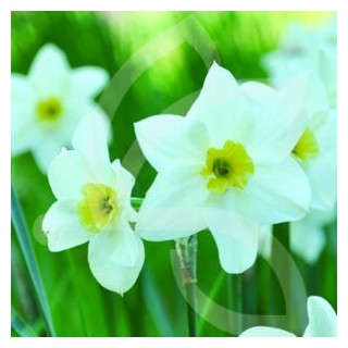 Bulbes Narcisses Lieke cal 12/+ les 50