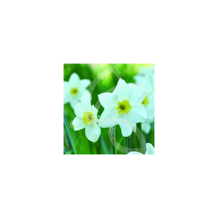 Bulbes Narcisses Lieke cal 12/+ les 50