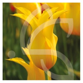 Bulbes Tulipes Fleur de Lys Westpoint cal 12/+ les 100