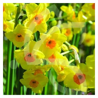 Bulbes Narcisses Martinette cal 14-16 les 50