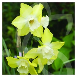 Bulbes Narcisses Pipit cal 10-12 les 50