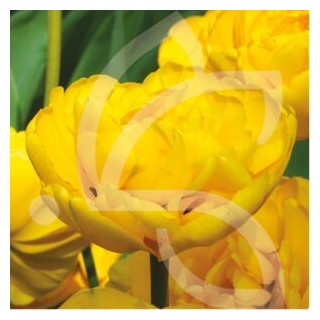 Bulbes Tulipes Double Tardive Yellow Pomponette cal 12/+ les 100