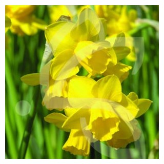 Bulbes Narcisses Quail cal 10-12 les 50