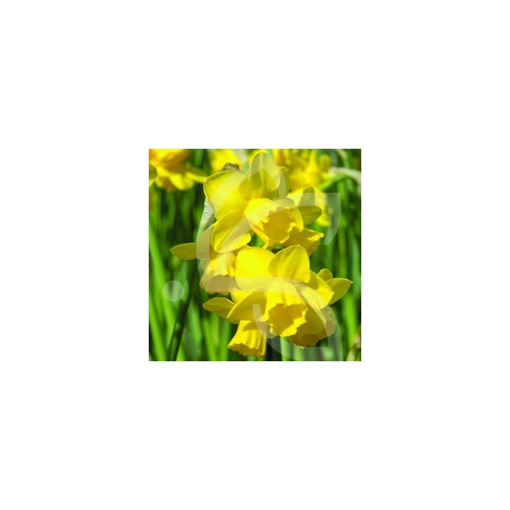 Bulbes Narcisses Quail cal 10-12 les 50