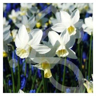 Bulbes Narcisses Sailboat cal 10-12 les 50