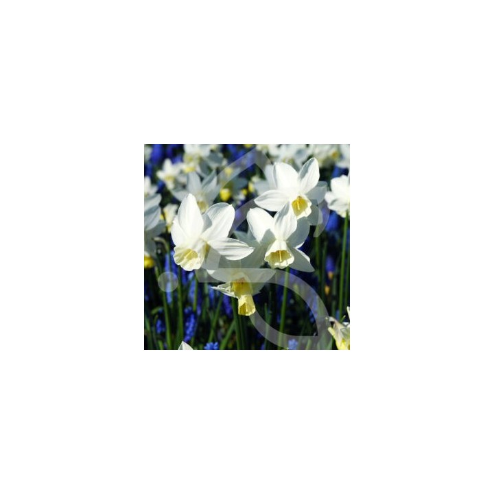 Bulbes Narcisses Sailboat cal 10-12 les 50