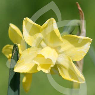 Bulbes Narcisses Hillstar cal 10-12 les 50