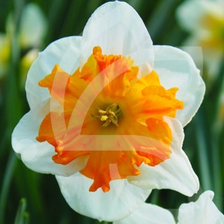 Bulbes Narcisses Parisienne cal 14-16 les 50