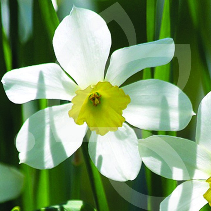 Bulbes Narcisses Segovia cal 12-14 les 50