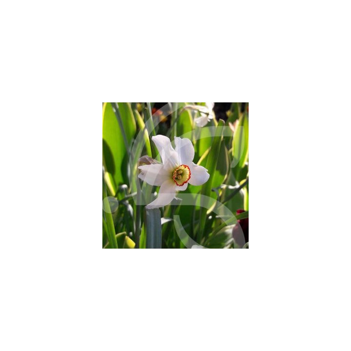 Bulbes Narcisses Poeticus recurvus cal 12-14 les 50