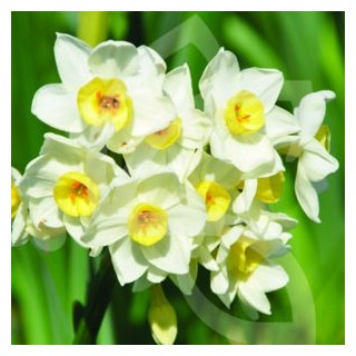 Bulbes Narcisses Avalanche cal 14-16 les 50