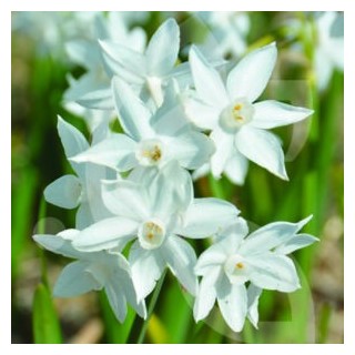 Bulbes Narcisses Paper White cal 14/+ les 50