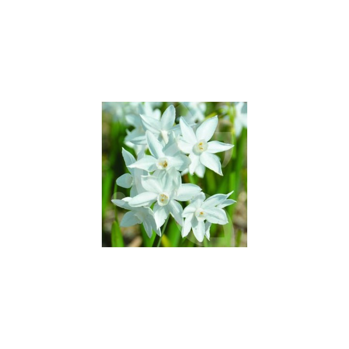 Bulbes Narcisses Paper White cal 14/+ les 50