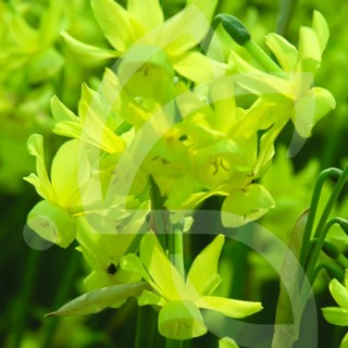 Bulbes Narcisses Triandus Hawera cal 14/+ les 50