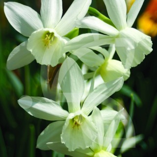 Bulbes Narcisses Thriandus Thalia cal 12-14 les 50