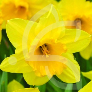 Bulbes Narcisses Carlton cal 12-14 les 50