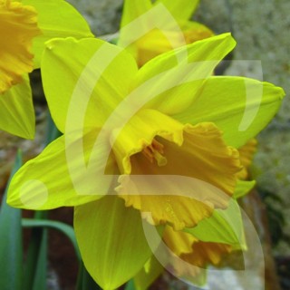 Bulbes Narcisses Mando cal 12-14 les 50