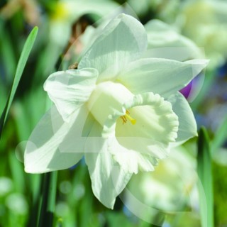 Bulbes Narcisses Mount Hood cal 10-12 les 50