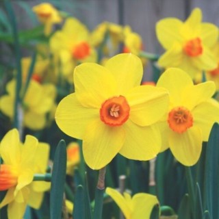 Bulbes Narcisses Sealing Wax cal 12-14 les 50