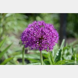 Bulbes Allium Aflatunense...