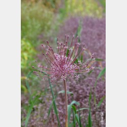 Bulbes Allium Schubertii...