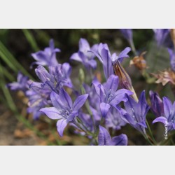 Bulbes Brodiaea Tritelia...