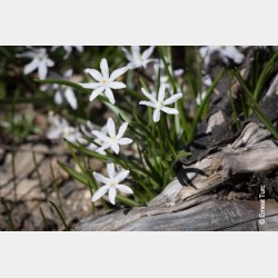 Bulbes Chionodoxas Luciliae...