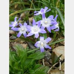 Bulbes Chionodoxas Luciliae...