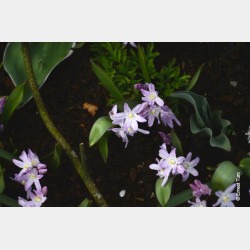 Bulbes Chionodoxas Forbesii...