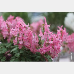 Bulbes Corydalis Beth Evans...