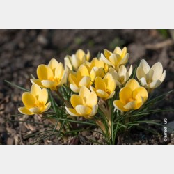 Bulbes Crocus Chrys. Cream...