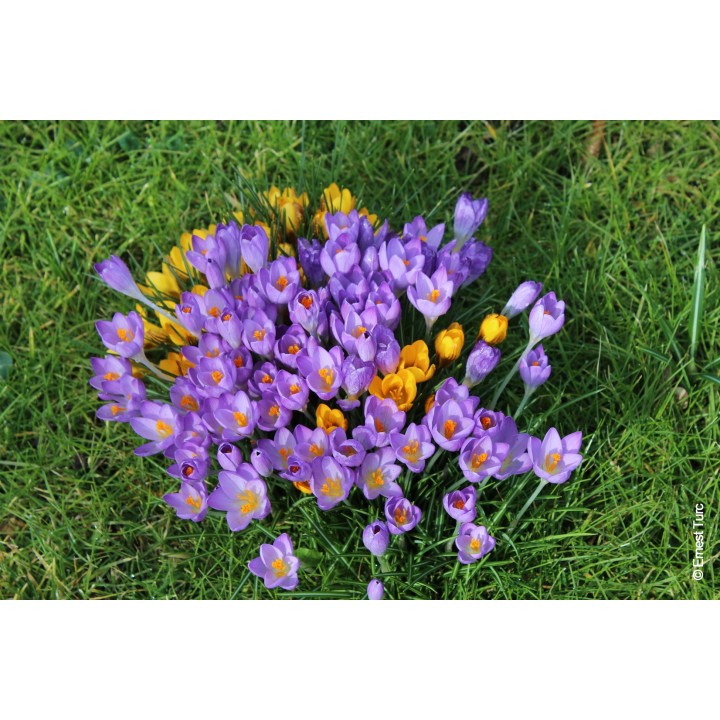 Bulbes Mélange Crocus Botaniques cal 5/+  les 125