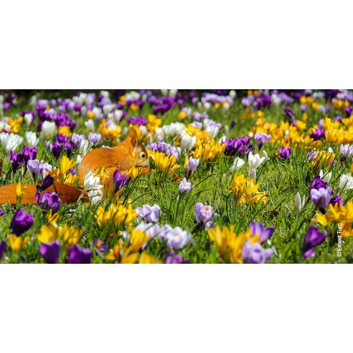 Bulbes Mélange Crocus grandes fleurs cal 08-09  les 125