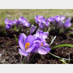 Bulbes Crocus Grand Maitre...