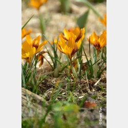 Bulbes Crocus Chrys. Orange...